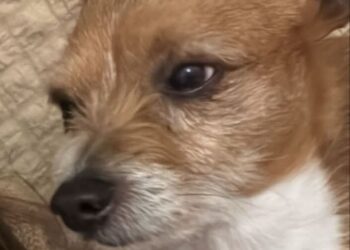 Quartu, scappato dal giardino di casa un dolcissimo cagnolino: aiutateci!