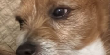 Quartu, scappato dal giardino di casa un dolcissimo cagnolino: aiutateci!