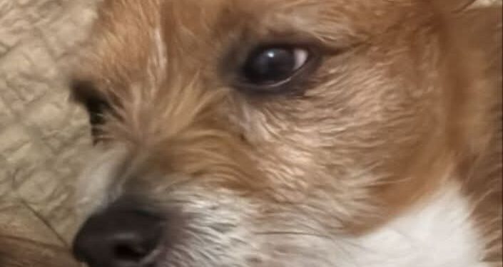 Quartu, scappato dal giardino di casa un dolcissimo cagnolino: aiutateci!