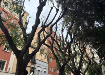 Alberi brutalmente potati in Piazza Gramsci a Cagliari, sparisce un riparo dal caldo per i cittadini: polemica sul verde (VIDEO)