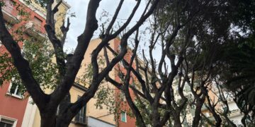 Alberi brutalmente potati in Piazza Gramsci a Cagliari, sparisce un riparo dal caldo per i cittadini: polemica sul verde (VIDEO)