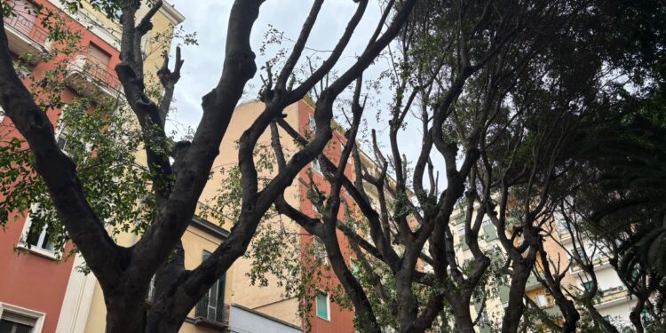 Alberi brutalmente potati in Piazza Gramsci a Cagliari, sparisce un riparo dal caldo per i cittadini: polemica sul verde (VIDEO)