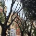 Alberi brutalmente potati in Piazza Gramsci a Cagliari, sparisce un riparo dal caldo per i cittadini: polemica sul verde (VIDEO)