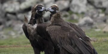 Sardegna, dopo il grifone saranno reintrodotti il gipeto e l’avvoltoio monaco