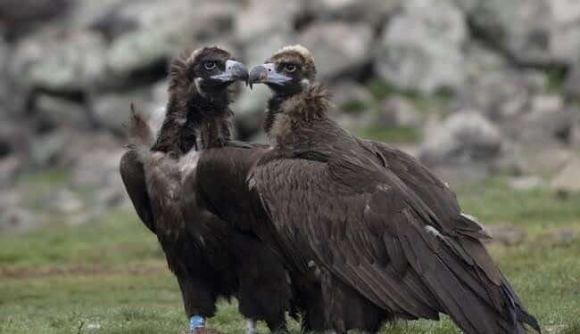 Sardegna, dopo il grifone saranno reintrodotti il gipeto e l’avvoltoio monaco