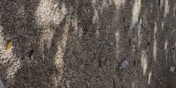 Cestini vuoti ma la spazzatura imperversa in Piazza Matteotti: il simbolo di una Cagliari sempre più sporca (VIDEO)