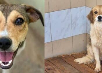 Quartu, una nuova vita per i cani di “Santu Lianu”: 60 pronti per l’adozione al canile Shardana