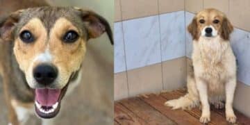 Quartu, una nuova vita per i cani di “Santu Lianu”: 60 pronti per l’adozione al canile Shardana