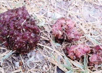 Settimo San Pietro, polpette avvelenate in piazza Italia