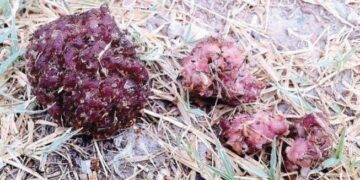 Settimo San Pietro, polpette avvelenate in piazza Italia
