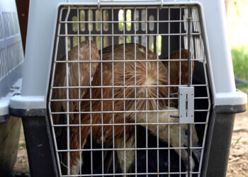 Prosegue il ripopolamento nel Sud Sardegna, liberati altri 29 giovani grifoni