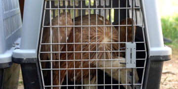 Prosegue il ripopolamento nel Sud Sardegna, liberati altri 29 giovani grifoni