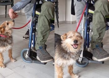 Assemini, amore a prima vista tra Ugo e il suo nuovo padrone