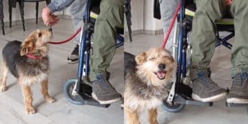 Assemini, amore a prima vista tra Ugo e il suo nuovo padrone