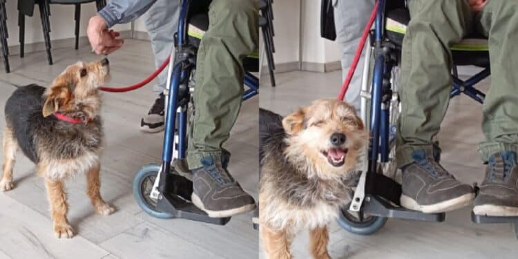 Assemini, amore a prima vista tra Ugo e il suo nuovo padrone