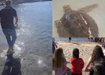 Salvata da un pescatore a Marceddì, nuova vita per la tartaruga Kinder Nad