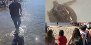 Salvata da un pescatore a Marceddì, nuova vita per la tartaruga Kinder Nad