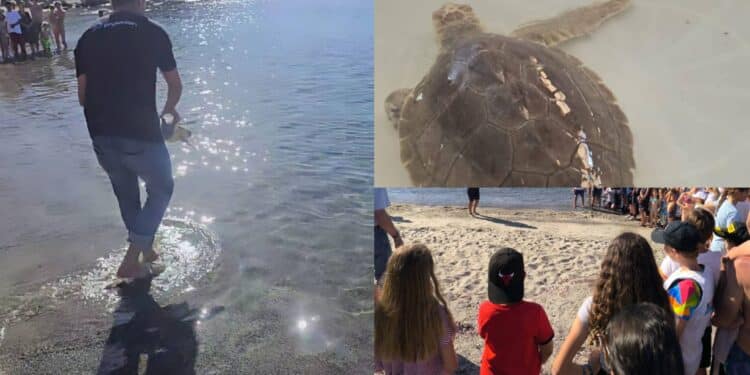 Salvata da un pescatore a Marceddì, nuova vita per la tartaruga Kinder Nad