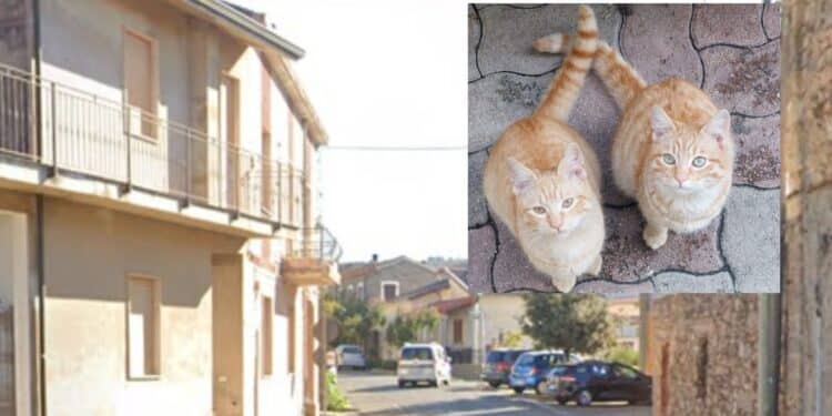 Sardara, l’incredibile gaffe del sindaco: “Attenti è una ladra”, ma era un medico in cerca dei suoi gatti