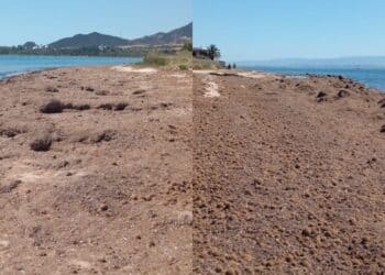 Torre degli Ulivi spiaggia delle alghe, scatta la protesta: “I residenti rivendicano risposte risolutive”