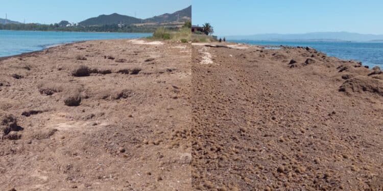 Torre degli Ulivi spiaggia delle alghe, scatta la protesta: “I residenti rivendicano risposte risolutive”