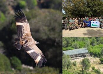 A Villasalto si aprono le voliere: liberi altri 29 grifoni