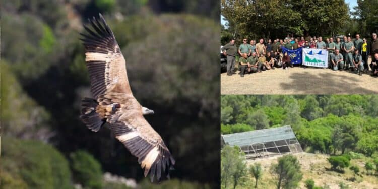 A Villasalto si aprono le voliere: liberi altri 29 grifoni