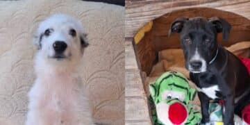 Sfilata di moda a 4 zampe a Capoterra