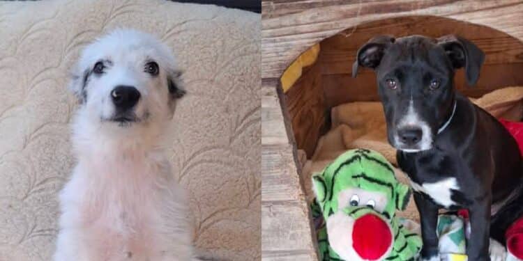 Sfilata di moda a 4 zampe a Capoterra