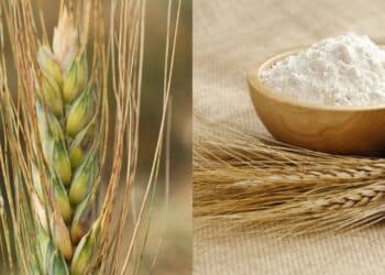 Prezzo del grano al ribasso, agricoltori delusi a Villasor