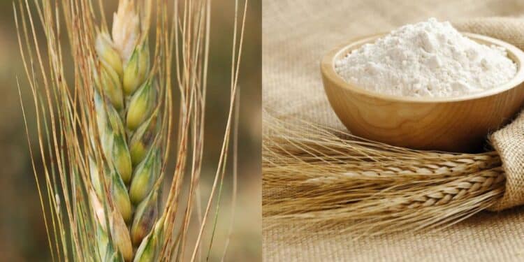 Prezzo del grano al ribasso, agricoltori delusi a Villasor