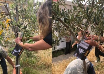 Piantumati due ulivi nel “Giardino della Legalità” nel cortile del Liceo artistico e musicale Foiso Fois