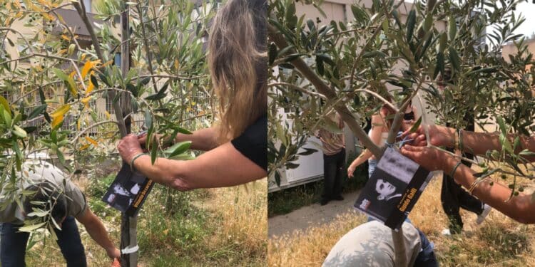 Piantumati due ulivi nel “Giardino della Legalità” nel cortile del Liceo artistico e musicale Foiso Fois