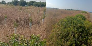 Sarroch, allarme piante abbandonate: secche e sofferenti, fallisce la riforestazione