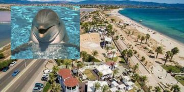 Spettacolo al Poetto, un delfino a poche centinaia di metri dalla riva incanta i presenti