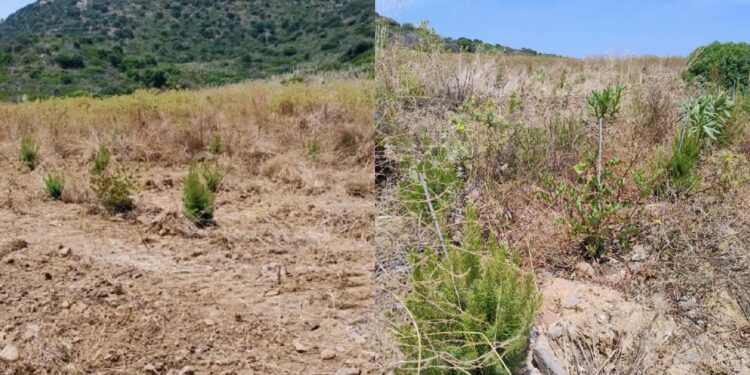 “Allarme piante abbandonate a Sarroch”, ma il Comune respinge le accuse