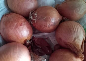 Gonnesa, rubati 150 chili di cipolle dal terreno di un anziano: “Gesto ignobile”