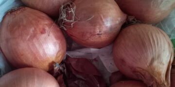 Gonnesa, rubati 150 chili di cipolle dal terreno di un anziano: “Gesto ignobile”