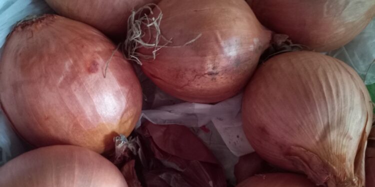 Gonnesa, rubati 150 chili di cipolle dal terreno di un anziano: “Gesto ignobile”