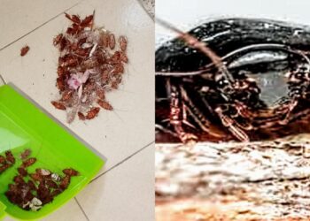 E’ allarme blatte nella Città metropolitana, si moltiplicano le segnalazioni dei cittadini