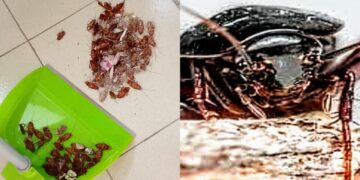 E’ allarme blatte nella Città metropolitana, si moltiplicano le segnalazioni dei cittadini