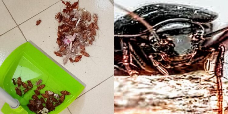 E’ allarme blatte nella Città metropolitana, si moltiplicano le segnalazioni dei cittadini