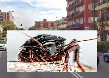 Invasione blatte, anche a Quartu Sant’Elena al via la disinfestazione