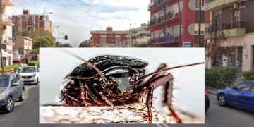 Invasione blatte, anche a Quartu Sant’Elena al via la disinfestazione