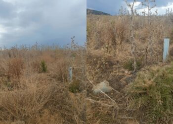 Sarroch: “Sterpaglie secche tra le piante del progetto ForestaSa”