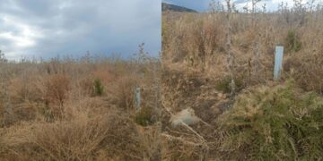 Sarroch: “Sterpaglie secche tra le piante del progetto ForestaSa”