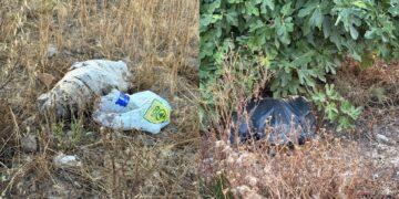 Quartu, grossi sacchi abbandonati fanno temere il peggio per alcuni animali