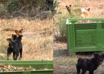 Branchi di cani randagi ancora in azione a Torre delle Stelle