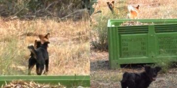 Branchi di cani randagi ancora in azione a Torre delle Stelle