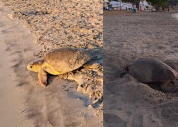 Maladroxia nursey delle Caretta Caretta: a Sant’Antioco mamma tartaruga ha deposto le uova
